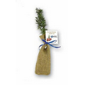 Live Evergreen Tree Seedling in Burlap Bag